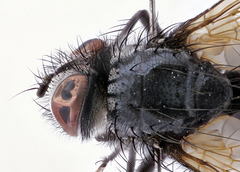 Eulabidogaster setifacies