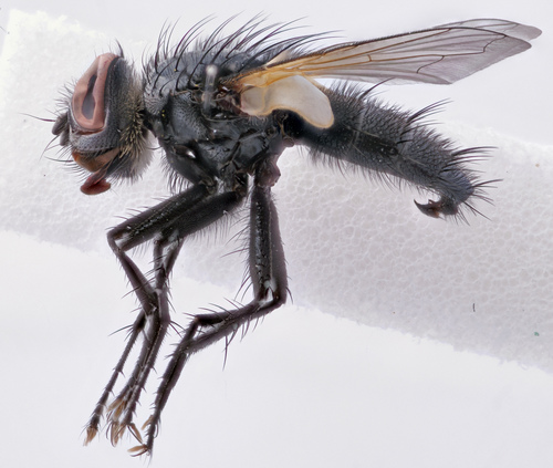Eulabidogaster setifacies