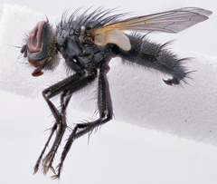 Eulabidogaster setifacies