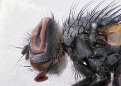 Eulabidogaster setifacies