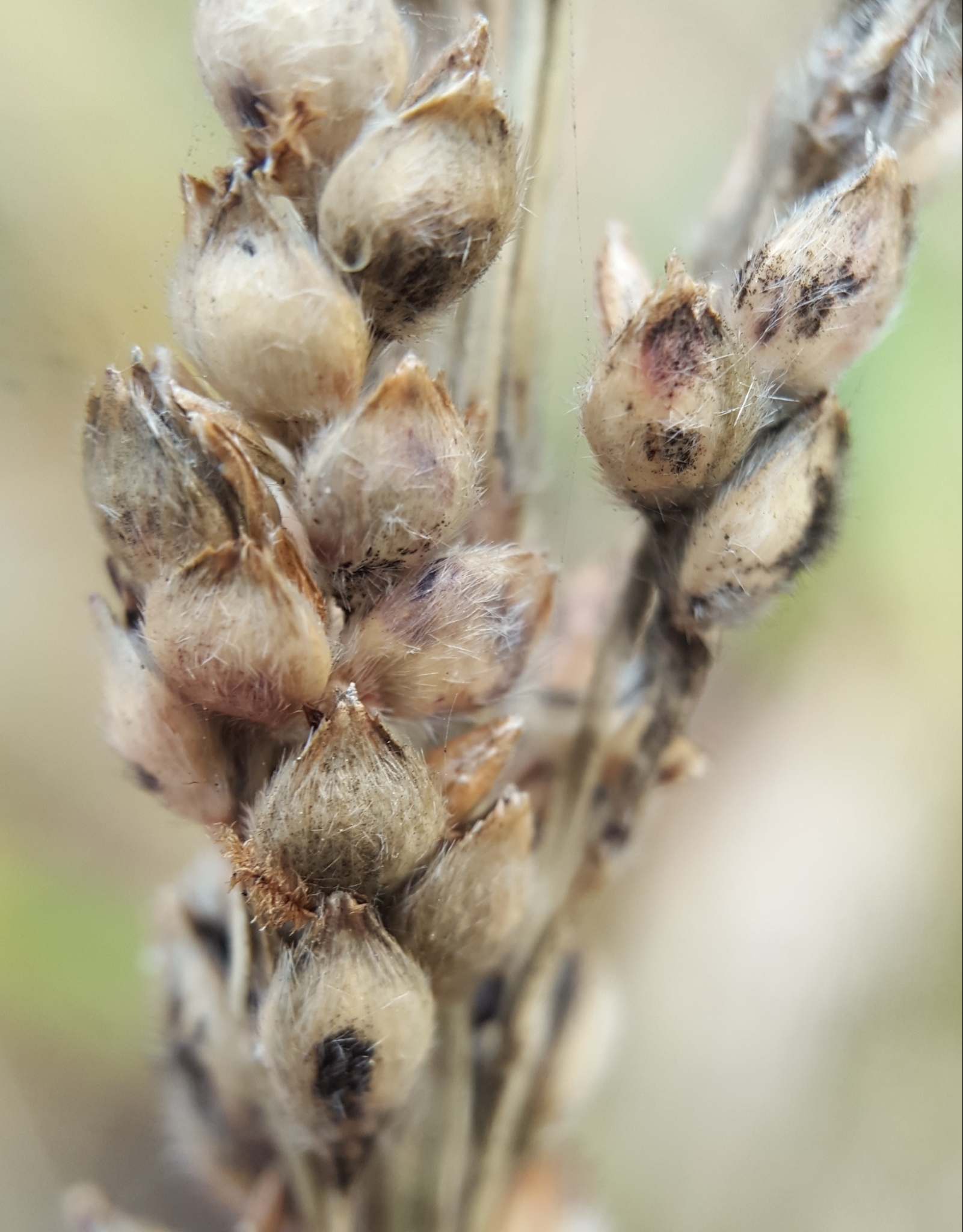 (c) François Rousseu, certains droits réservés (CC BY-NC) https://www.inaturalist.org/observations/103768976