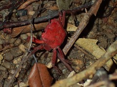 Phricotelphusa limula