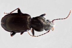 Pterostichus palmi