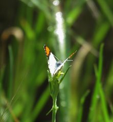 Anthocharis sara sara