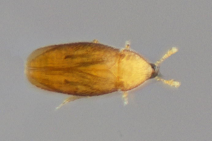 Suterina