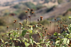 Lasianthaea macrocephala
