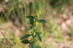 Solidago decurrens