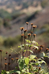 Lasianthaea macrocephala