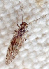 Philotarsus californicus