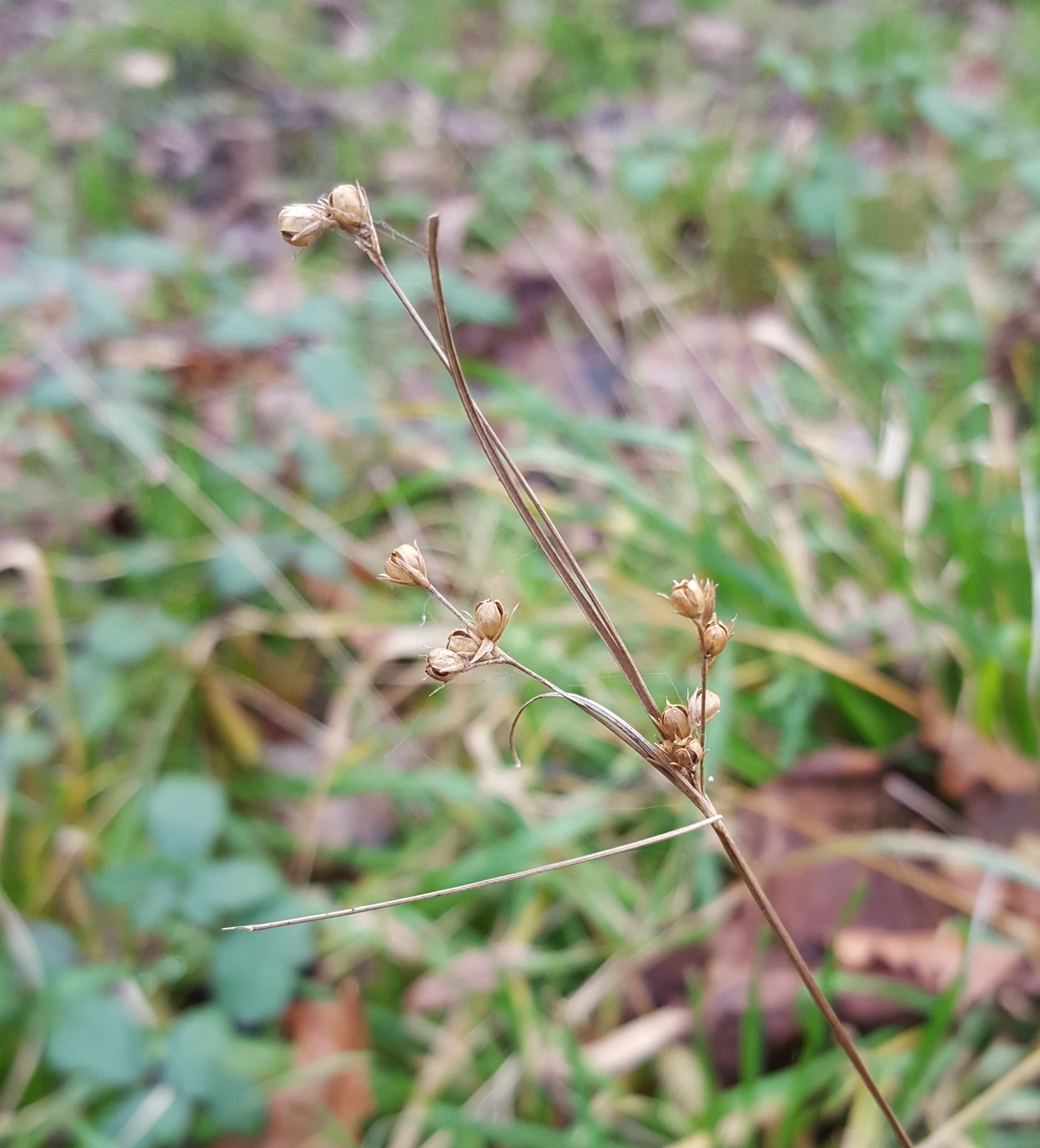 (c) François Rousseu, certains droits réservés (CC BY-NC) https://www.inaturalist.org/observations/103770320