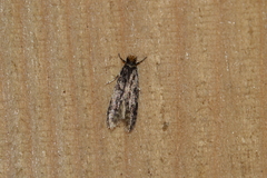 Homosetia marginimaculella