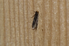 Homosetia marginimaculella
