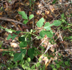 Jacaratia corumbensis