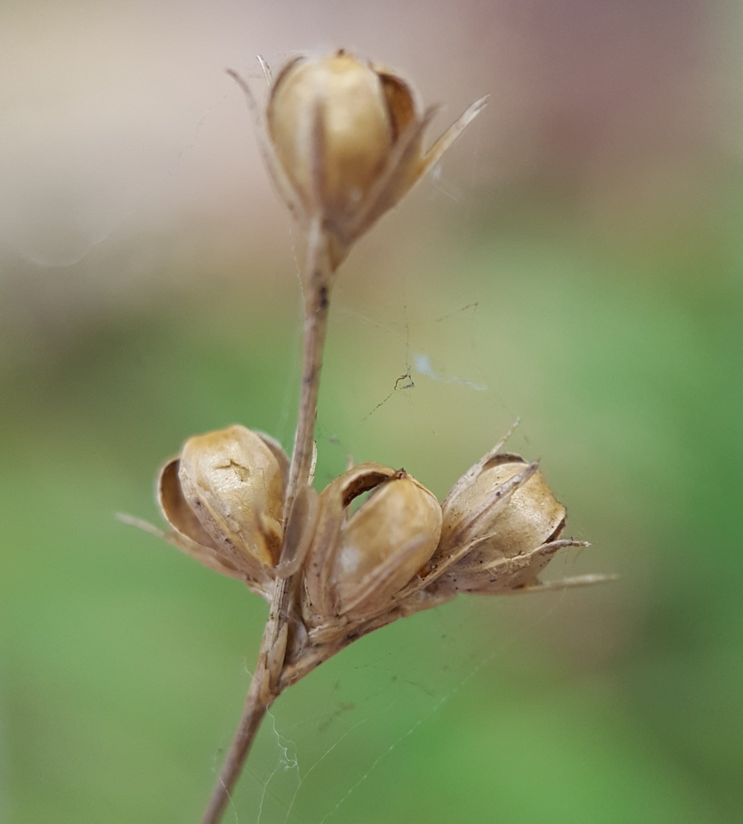 (c) François Rousseu, certains droits réservés (CC BY-NC) https://www.inaturalist.org/observations/103770320