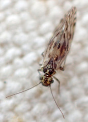 Philotarsus californicus