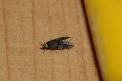 Homosetia marginimaculella