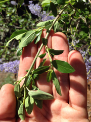 Ceanothus integerrimus