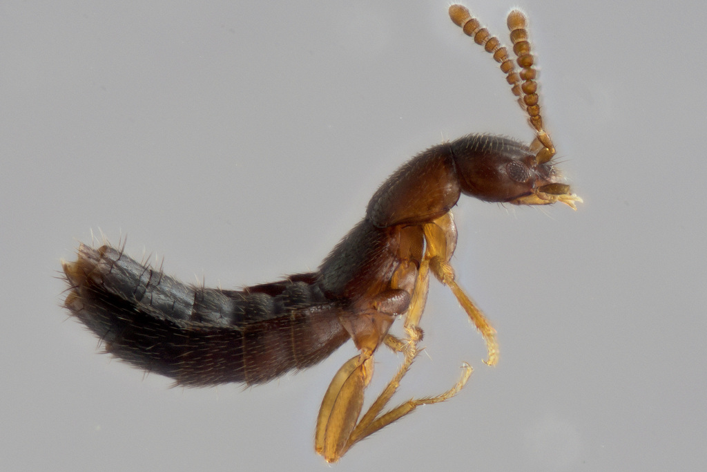 Ocyustiba
