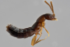 Ocyustiba appalachiana