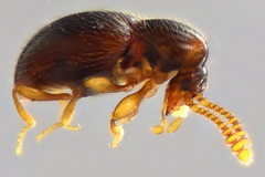 Brachycepsis