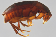 Ptomaphagus