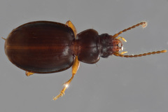 Trechus hydropicus canus