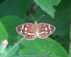 Anthanassa drusilla