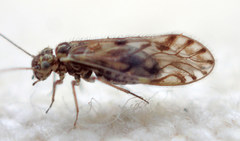 Philotarsus californicus