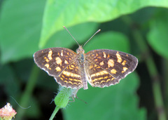 Anthanassa drusilla