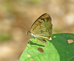 Anthanassa drusilla