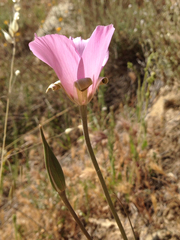 Calochortus splendens