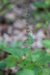 Stachys sylvatica