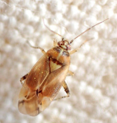 Vesperocoris paddocki