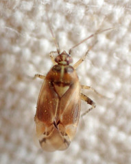 Vesperocoris paddocki