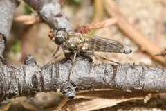 Stichopogon elegantulus