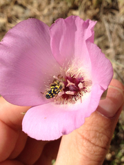 Calochortus splendens