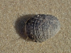 Nerita planospira