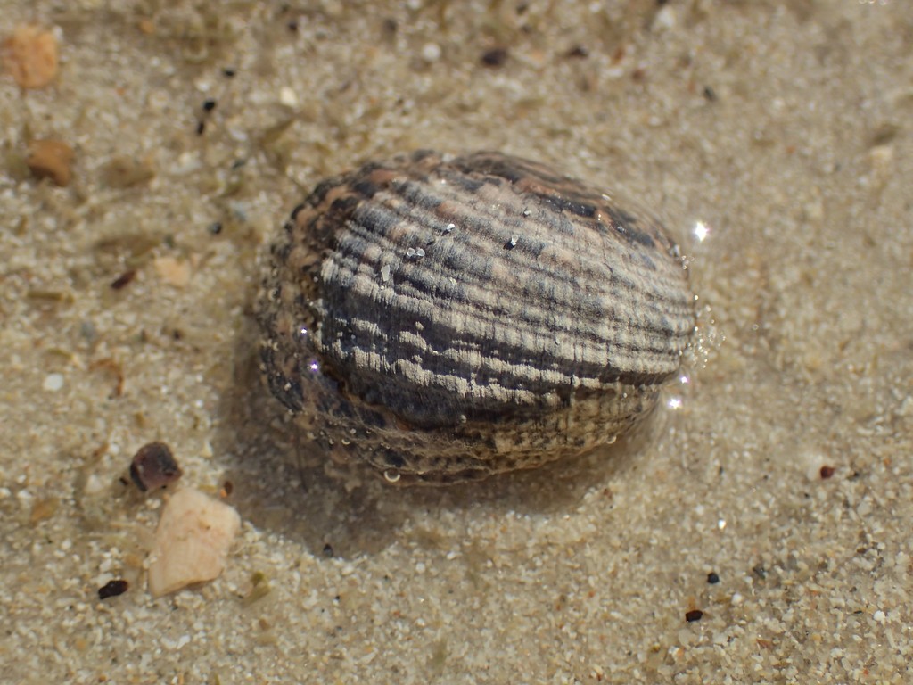 Flat Nerite