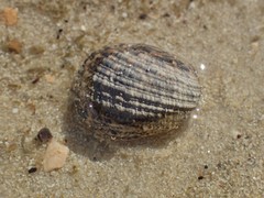 Nerita planospira