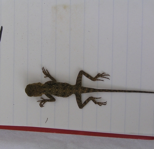 North East African Desert Agama