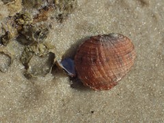 Nerita planospira