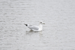 Larus delawarensis