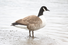 Branta canadensis