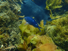 Chromis dispila