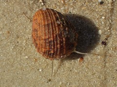 Nerita planospira
