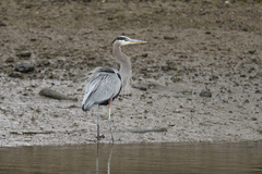 Ardea herodias