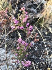 Erica turgida