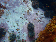 Forsterygion maryannae