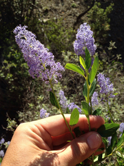 Ceanothus integerrimus