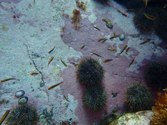 Forsterygion maryannae